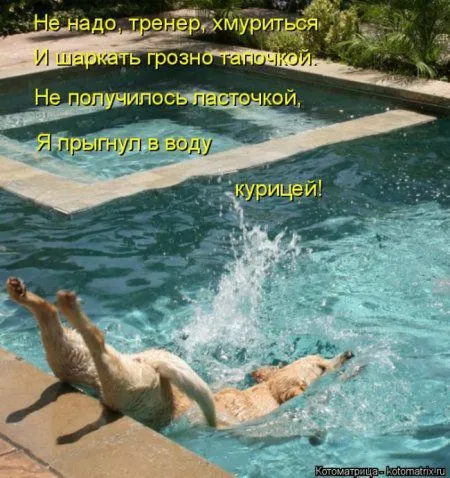 Котоматрица недели Котоматрица недели