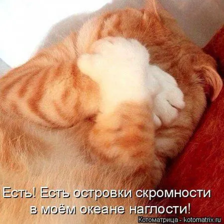 Котоматрица недели Котоматрица недели