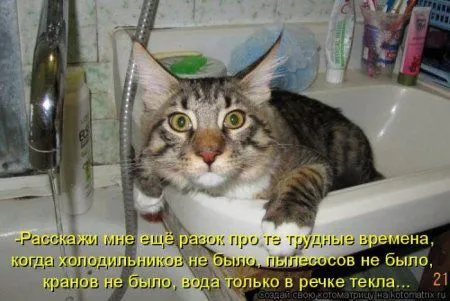 Котоматрица недели Котоматрица недели