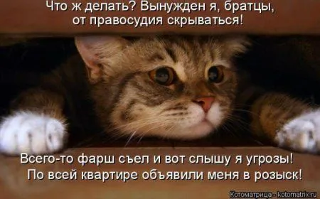 Котоматрица недели Котоматрица недели