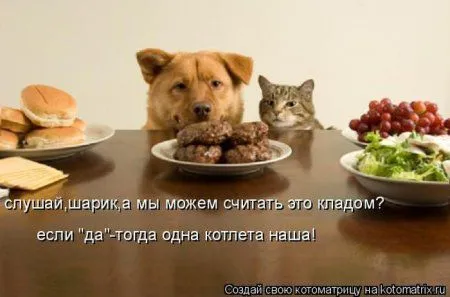 Котоматрица недели Котоматрица недели