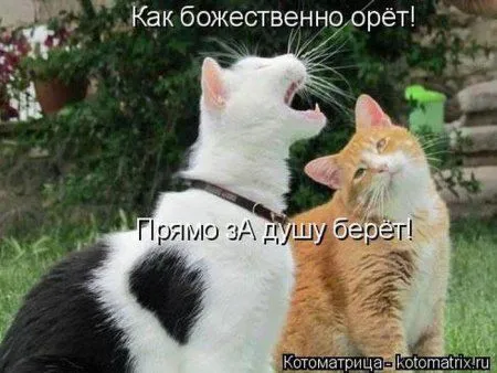 Котоматрица недели Котоматрица недели