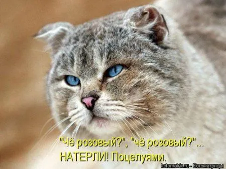 Котоматрица недели Котоматрица недели