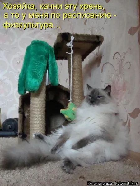Котоматрица недели Котоматрица недели