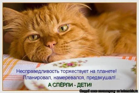 Котоматрица недели Котоматрица недели