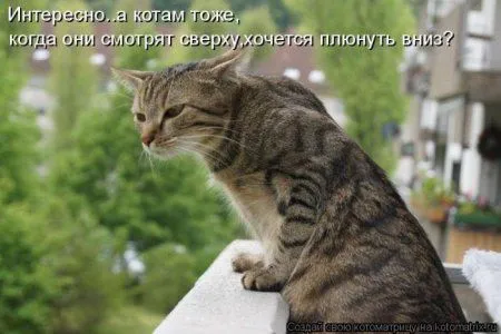 Котоматрица недели Котоматрица недели
