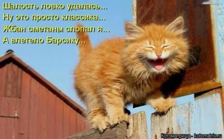 Котоматрица недели Котоматрица недели