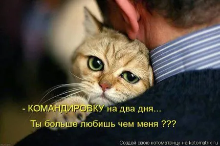 Котоматрица недели Котоматрица недели