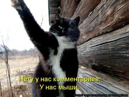 Котоматрица недели Котоматрица недели