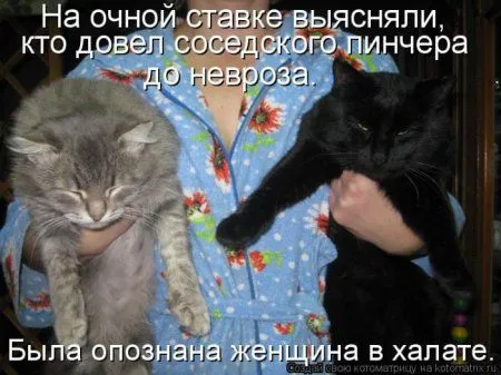 Котоматрица недели Котоматрица недели