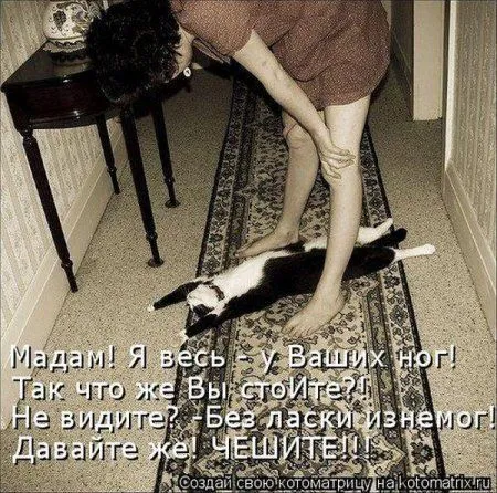 Котоматрица недели Котоматрица недели