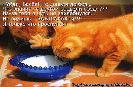 Котоматрица недели Котоматрица недели