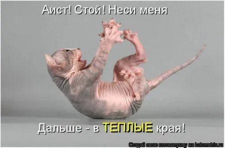 Котоматрица недели Котоматрица недели