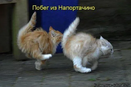 Котоматрица недели Котоматрица недели