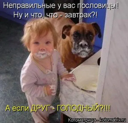 Котоматрица недели