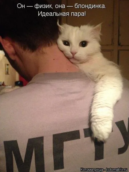 Котоматрица недели Котоматрица недели