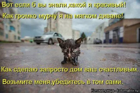 Котоматрица недели Котоматрица недели