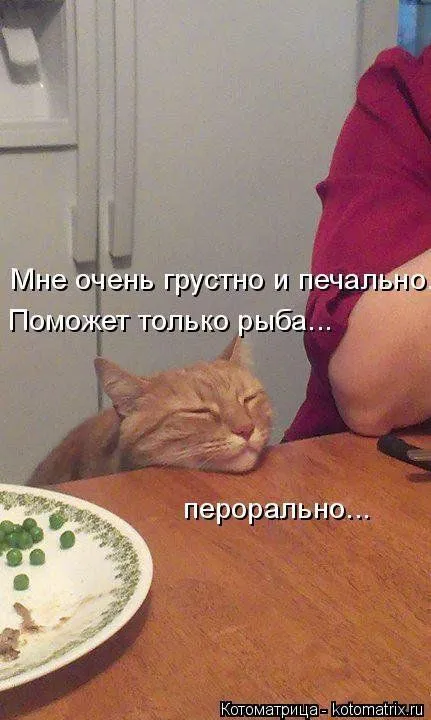 Котоматрица недели Котоматрица недели