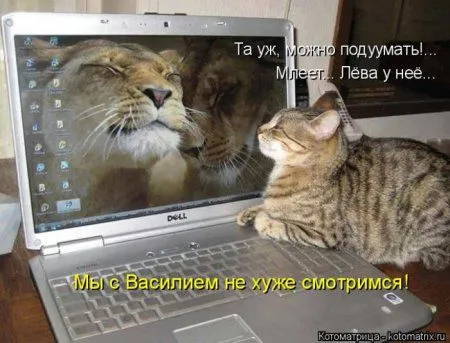 Котоматрица недели Котоматрица недели