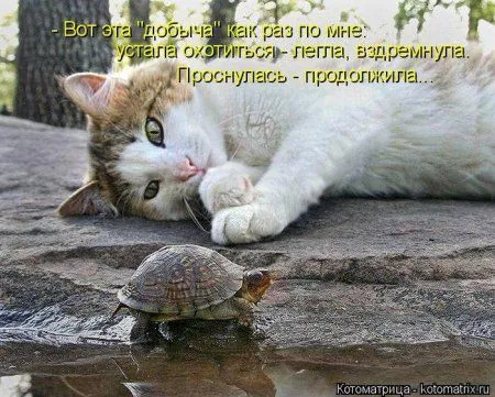 Котоматрица недели Котоматрица недели