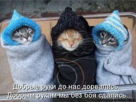 Котоматрица недели Котоматрица недели