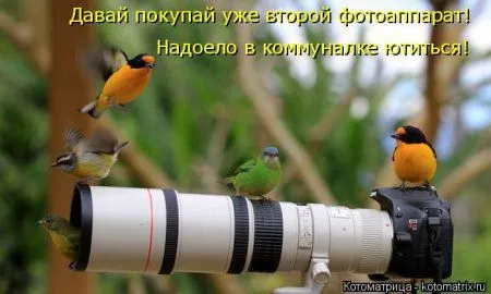 Котоматрица недели Котоматрица недели