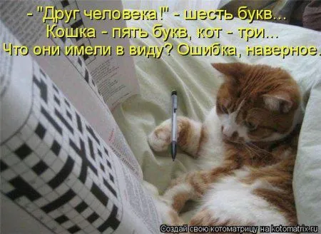 Котоматрица недели Котоматрица недели