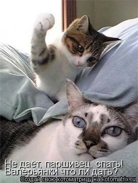 Котоматрица недели Котоматрица недели