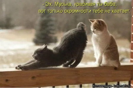 Котоматрица недели Котоматрица недели
