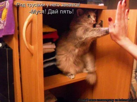 Котоматрица недели Котоматрица недели
