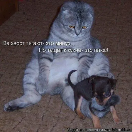 Котоматрица недели Котоматрица недели