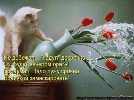 Котоматрица недели Котоматрица недели