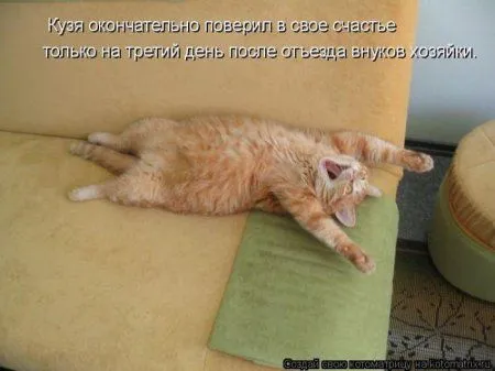 Котоматрица недели Котоматрица недели