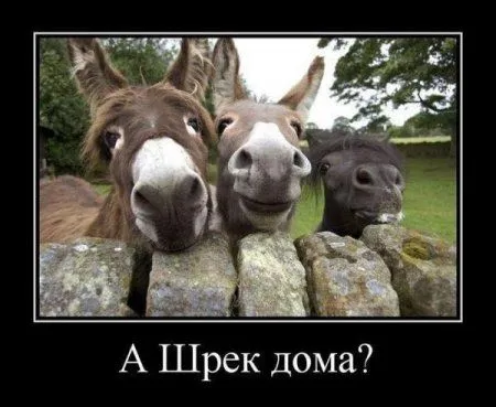 Мега подборка фотоприколов Мега подборка фотоприколов