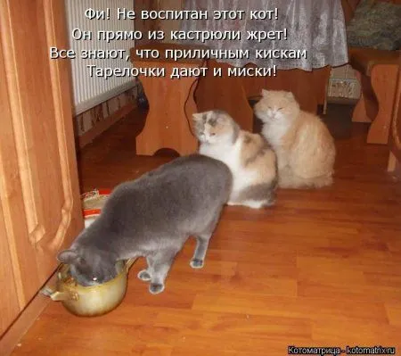 Котоматрицы, такие прикольные