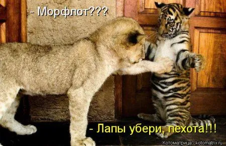 И снова котоматрицы