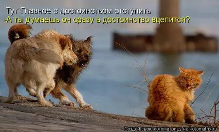И снова котоматрицы И снова котоматрицы