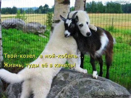 И снова котоматрицы И снова котоматрицы