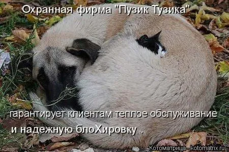 И снова котоматрицы И снова котоматрицы