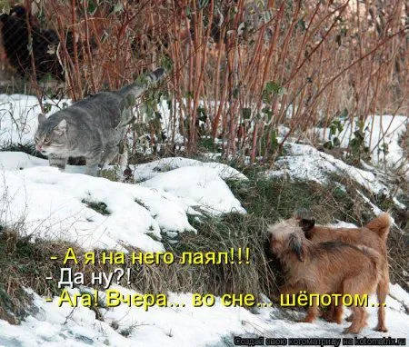 И снова котоматрицы И снова котоматрицы