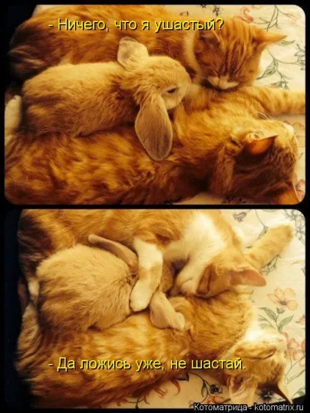 И снова котоматрицы И снова котоматрицы