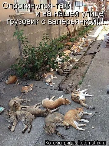 И снова котоматрицы И снова котоматрицы