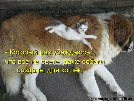 И снова котоматрицы И снова котоматрицы