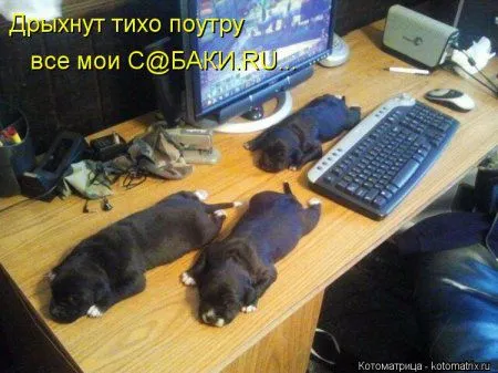 И снова котоматрицы И снова котоматрицы