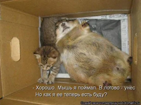 И снова котоматрицы И снова котоматрицы