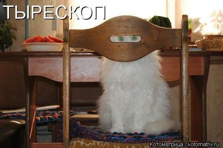 И снова котоматрицы И снова котоматрицы