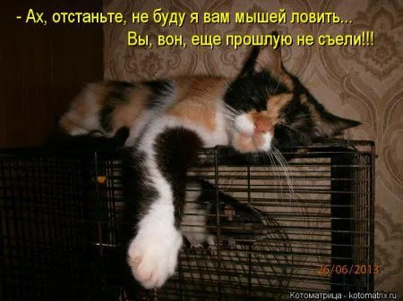 И снова котоматрицы И снова котоматрицы