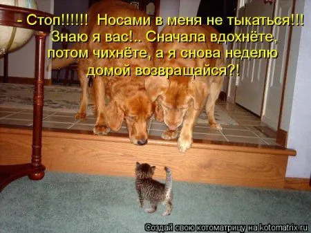 И снова котоматрицы И снова котоматрицы