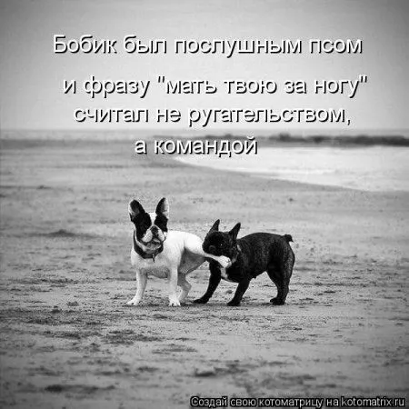 И снова котоматрицы И снова котоматрицы