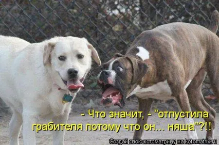 И снова котоматрицы И снова котоматрицы